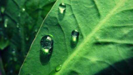 Lush Green Leaves with Water Droplets wallpaper