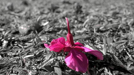 Radiant Pink Blossom on Black and White Background wallpaper