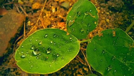 Fresh Leaves with Morning Dew Droplets wallpaper