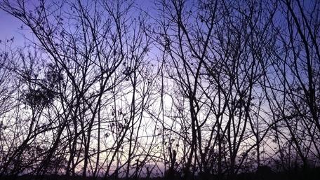 Twilight Serenity with Bare Trees wallpaper