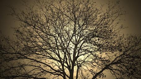 Monochrome Beauty of a Bald Tree at Dusk wallpaper