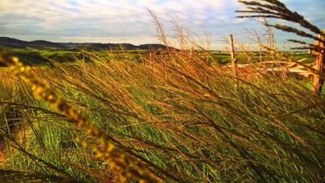Golden Fields Under a Summer Sky wallpaper