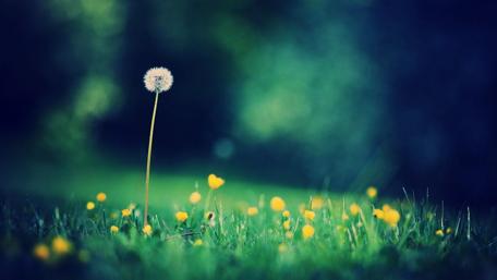 Whimsical Dandelion in a Flower-Filled Meadow wallpaper
