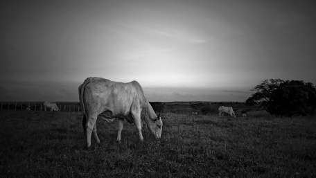 Serene Cows in Monochrome Field wallpaper