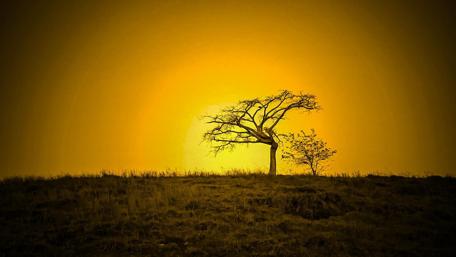 Golden Sunset Silhouette of a Lone Tree wallpaper