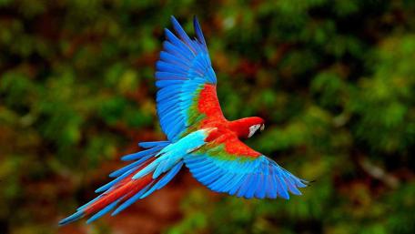 Vibrant Parrot in Flight wallpaper