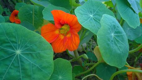 Vibrant Orange Flower Among Green Leaves wallpaper