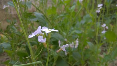 Delicate Indian Wildflowers in Bloom wallpaper