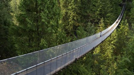 Suspended Bridge Through Lush Greenery wallpaper