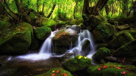 Serene Forest Waterfall wallpaper