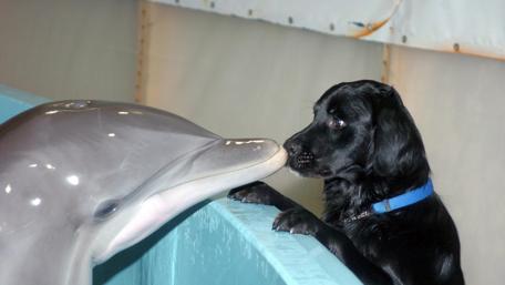 Dolphin with a dog wallpaper