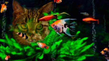 Cat with the aquarium wallpaper