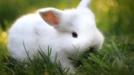 Cute White Bunny in Lush Green Grass wallpaper