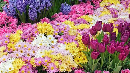 Vibrant Flower Garden Beauty wallpaper
