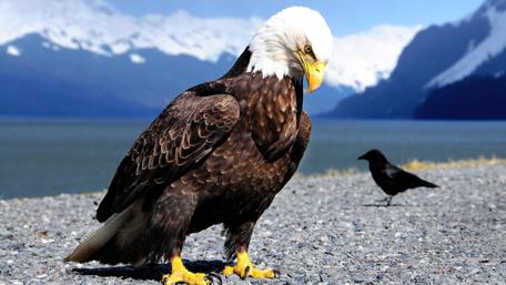 Majestic Eagle by the Water wallpaper