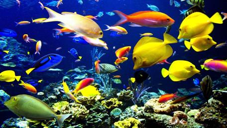 Vibrant Underwater Symphony wallpaper