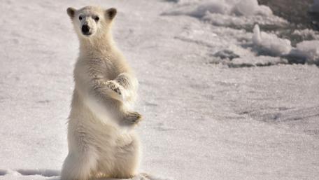 Ice Bear Strikes a Playful Pose wallpaper