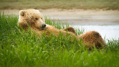 Bear Relaxing on a Grassy Riverbank wallpaper
