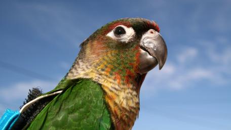 Vibrant Parrot in Stunning Detail wallpaper