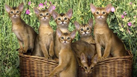 Kittens in a Basket Paradise wallpaper
