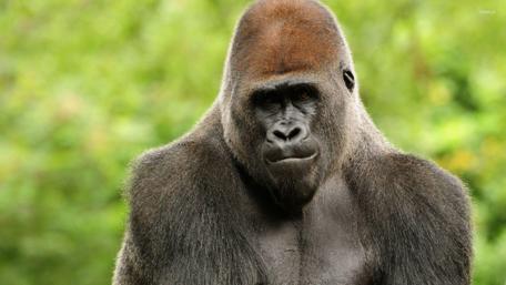 Majestic Gorilla in Nature's Domain wallpaper