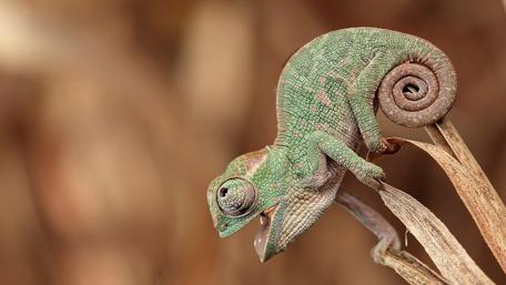 Chameleon with a Silly Twist on Nature's Palette wallpaper