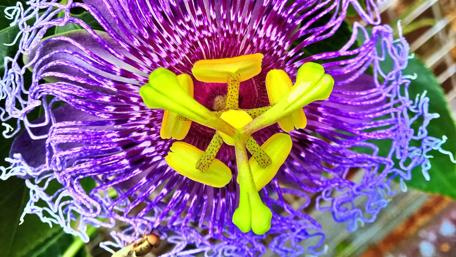 Vibrant Passionflower Close-Up Beauty wallpaper