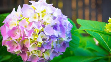 Lovely Blooming Hydrangeas in Vibrant Colors wallpaper