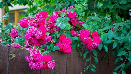 Vibrant Roses Amidst Lush Greenery wallpaper