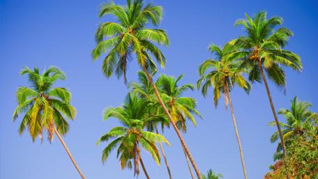 Tropical Paradise with Lush Palm Trees Perfect for Your Screen wallpaper