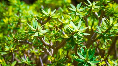 Lush Tropical Foliage Wallpaper wallpaper