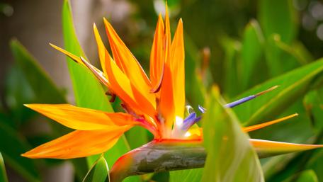 Bird of Paradise Blossom in Vivid Detail wallpaper