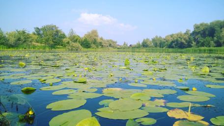 Peaceful Lily Pad Serenity in Nature wallpaper