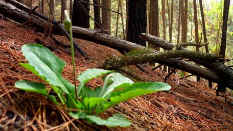 Vibrant Green Growth in a Serene Forest Scene wallpaper