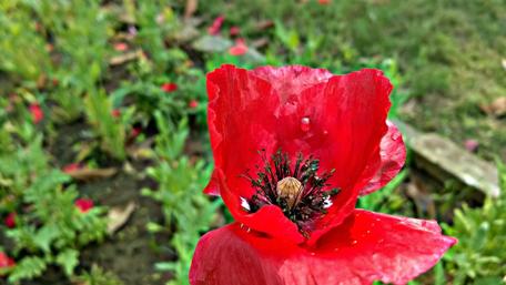 Vibrant Red Poppy Blooming in Nature's Embrace wallpaper