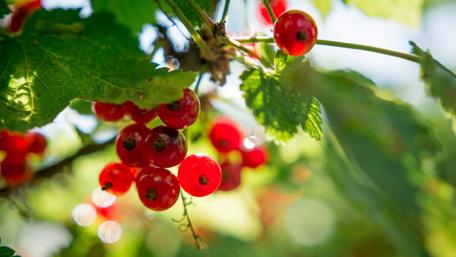 Cranberry Delight in Nature’s Embrace wallpaper