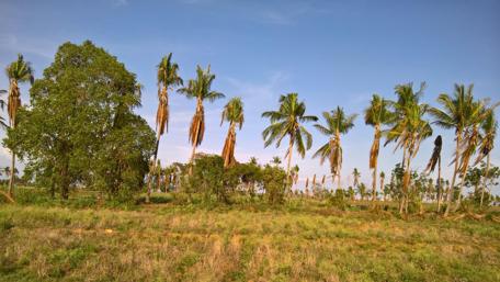 Serene Tropical Landscape with Palm Trees and Blue Sky wallpaper