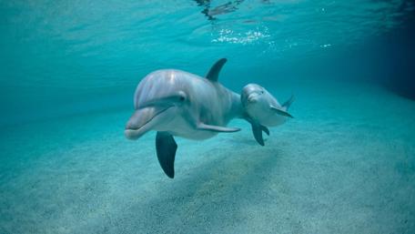 Dolphins Gliding Through Clear Blue Waters wallpaper