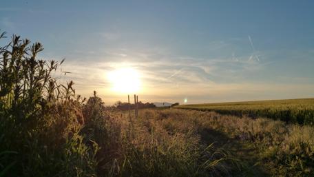 Serene Sunset Over Golden Fields wallpaper