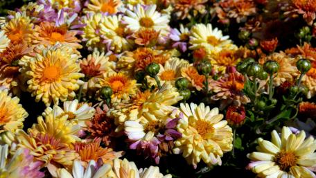 Vibrant Floral Blooming Beauty for Your Screen wallpaper