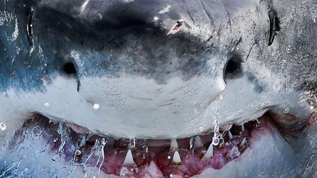 Majestic Shark Frontier wallpaper
