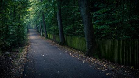 Serene Forest Pathway wallpaper