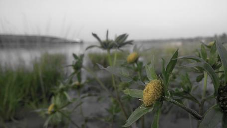 Serene Lakeside Flora in Monochrome wallpaper