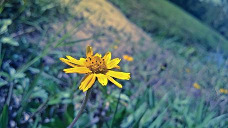 Golden Flower in Serene Setting wallpaper