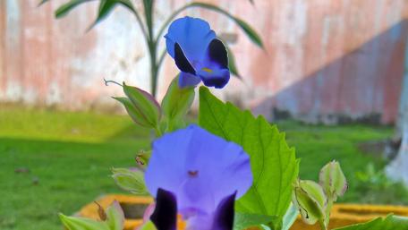 Enchanting Blue Orchids in Bloom wallpaper