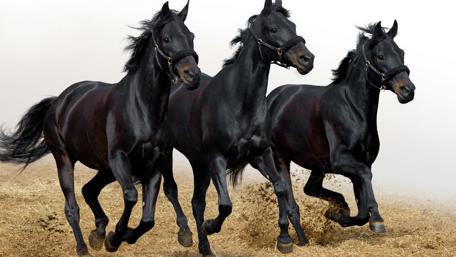 Majestic Black Horses in Motion wallpaper