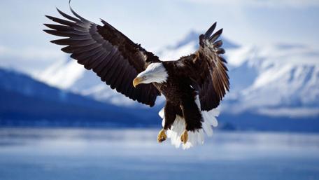 Majestic Eagle Soaring Over Snowy Peaks wallpaper