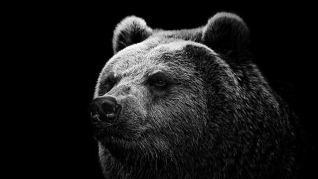 Majestic Grizzly in Striking Monochrome wallpaper