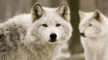 Majestic White Wolves in Nature Scene wallpaper
