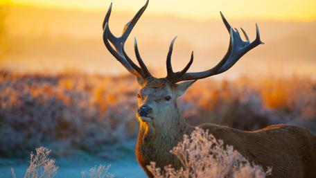 Majestic Stag in Golden Sunrise Glow wallpaper